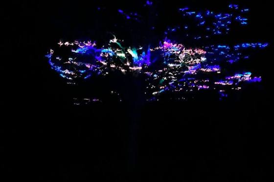 Projection_graphique_fairy_forest_bleu