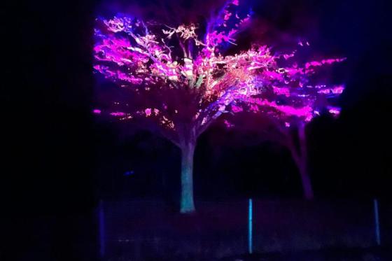 Projection_graphique_fairy_forest_violet