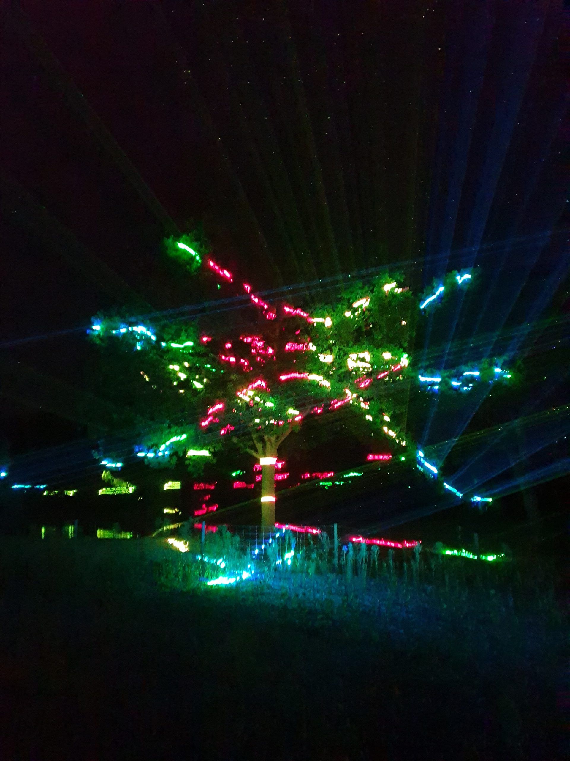Photo of a tree with projection of red, green and blue laser beams